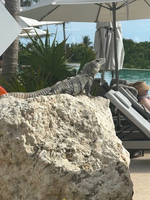 Iguana sunning on a rock near the pool